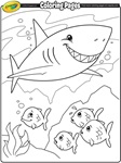 Shark sketch